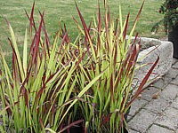 Imperata%20cylindrica%20Red%20Baron%2001.JPG