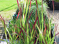 Imperata%20cylindrica%20Red%20Baron%2002.JPG
