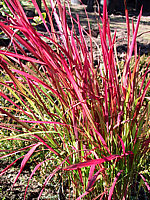 Imperata%20cylindrica%20Red%20Baron%2003.jpg