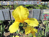 Iris%20barbata%20Goldfackel.JPG