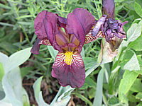 Iris%20barbata%20Nana%20xxx%2001.JPG