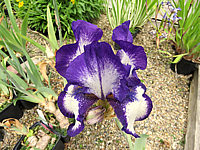 Iris%20barbata%20Stepping%20Out%20002.JPG
