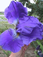 Iris%20barbata%20elatior%20Blue%20Gem.jpg