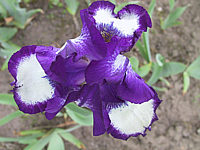 Iris%20barbata%20elatior%20Stepping%20Out.jpg