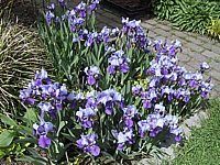 Iris%20barbata%20nana%20Dark%20Sky%2001.JPG