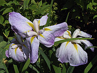 Iris%20ensata%20lila-weiss.jpg