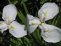 Iris%20ensata%20weiss%201.jpg