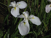 Iris%20ensata%20weiss%202.jpg