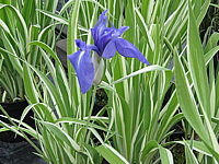 Iris%20laevigata%20Variegata%2001.JPG