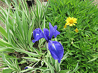 Iris%20laevigata%20Variegata%2002.JPG