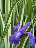 Iris%20laevigata%20Variegata%2003.JPG