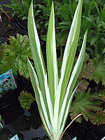 Iris%20laevigata%20Variegata%2004.JPG