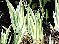 Iris%20laevigata%20Variegata%2006.JPG