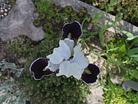 Iris%20pumila%20Ice%20Age%2001.jpg