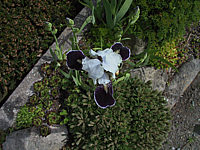 Iris%20pumila%20Ice%20Age%2002.jpg