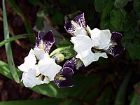 Iris%20pumila%20Ice%20Age%2003.jpg