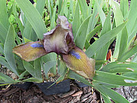 Iris%20pumila%20Metallica%20=Gingerbread%20Man.jpg