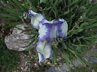 Iris%20pumila%20Rococo%20Mini%20-%20Blueten%20Macro.jpg