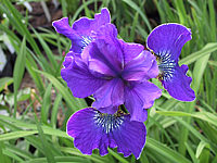 Iris%20sibirica%20Silver%20Edge.JPG