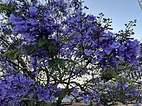 Jacaranda%20mimosifolia%2001.HEIC