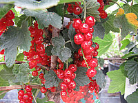 Johannisbeere%20Rovada.JPG