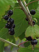 Johannisbeeren%20schwarz%20Ben%20Sareck.JPG