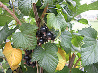 Johannisbeeren%20schwarz%20Black%20Gigant.JPG