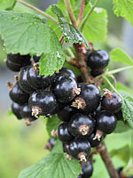 Johannisbeeren%20schwarz%20Dr.%20Bauers%20Ometa%2001.jpg