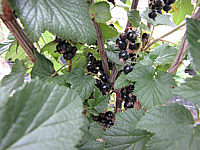 Johannisbeeren%20schwarz%20Dr.%20Bauers%20Ometa%2002.JPG