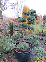 Juniperus%20chinensis%20Blauer%20Schwede%20Bonsai%2001b.JPG