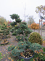 Juniperus%20chinensis%20Blauer%20Schwede%20Bonsai%2002a.JPG