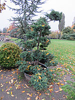 Juniperus%20chinensis%20Blauer%20Schwede%20Bonsai%2002b.JPG
