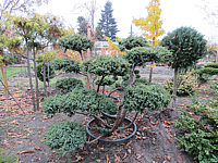 Juniperus%20chinensis%20Blue%20Alps%20Bonsai%2002.JPG