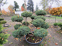 Juniperus%20chinensis%20Blue%20Alps%20Formgehoelz%2001.JPG