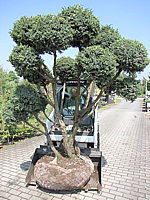 Juniperus%20chinensis%20Blue%20Alps%20als%20Formgehoelz%202,5x2m.JPG