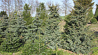 Juniperus%20chinensis%20Blue%20Alps%20aufrecht%202,5m%2003.JPG
