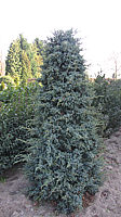 Juniperus%20chinensis%20Blue%20Alps%20aufrecht%202,5m%20geschnitten.JPG