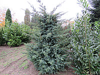 Juniperus%20chinensis%20Blue%20Alps%20geschnitten%20aufrecht%2001.JPG