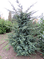 Juniperus%20chinensis%20Blue%20Alps%20geschnitten%20aufrecht%2002.JPG