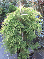 Juniperus%20chinensis%20Mordigan%20Aurea%201m.JPG