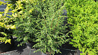 Juniperus%20communis%20Bruns%2080cm.JPG