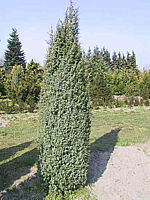 Juniperus%20communis%20Hibernica.JPG