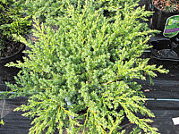 Juniperus%20conferta%20Blue%20Pacific%20(flach).JPG