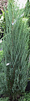 Juniperus%20scopulorum%20Blue%20Arrow-Ausschnitt.JPG