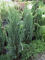Juniperus%20scopulorum%20Blue%20Arrow.jpg