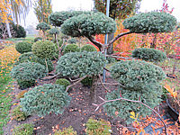 Juniperus%20virginiana%20Blue%20Mountain%20Bonsai%2001.JPG