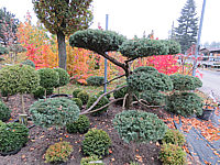 Juniperus%20virginiana%20Blue%20Mountain%20Bonsai%2002.JPG