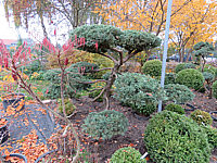 Juniperus%20virginiana%20Blue%20Mountain%20Bonsai%2003.JPG