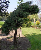 Juniperus%20virginiana%20Blue%20Mountain%20Dach1.jpg