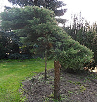 Juniperus%20virginiana%20Blue%20Mountain%20Dach2.jpg